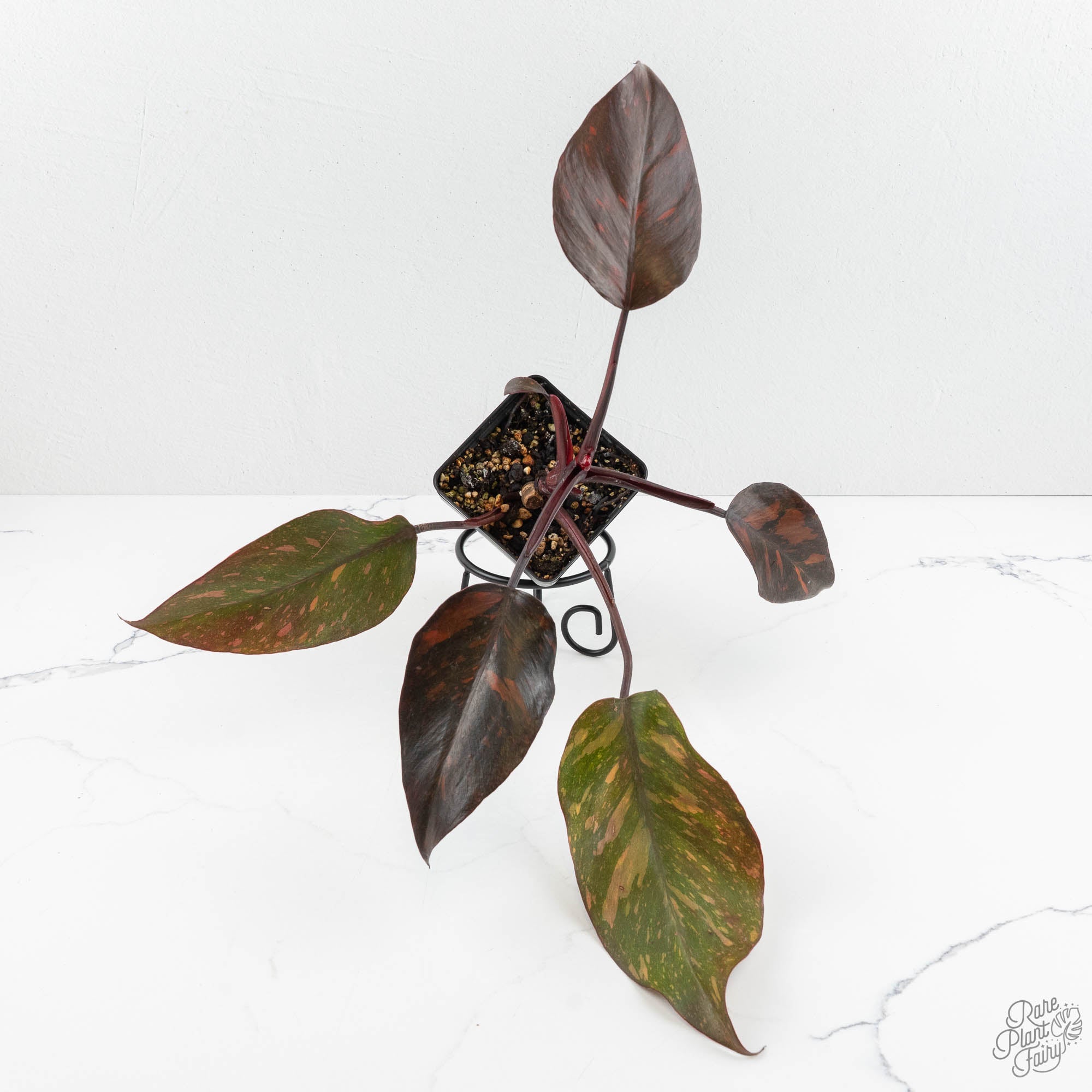 Philodendron 'Orange Princess' *Grower's Choice* – Rare Plant Fairy