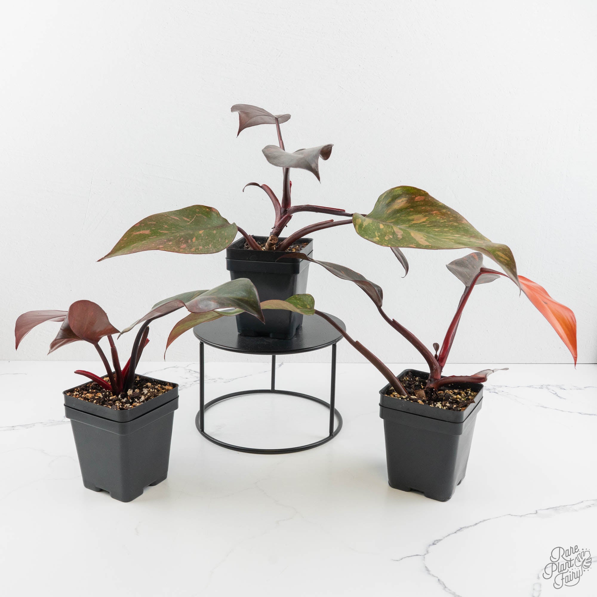 Philodendron 'Orange Princess' *Grower's Choice* – Rare Plant Fairy