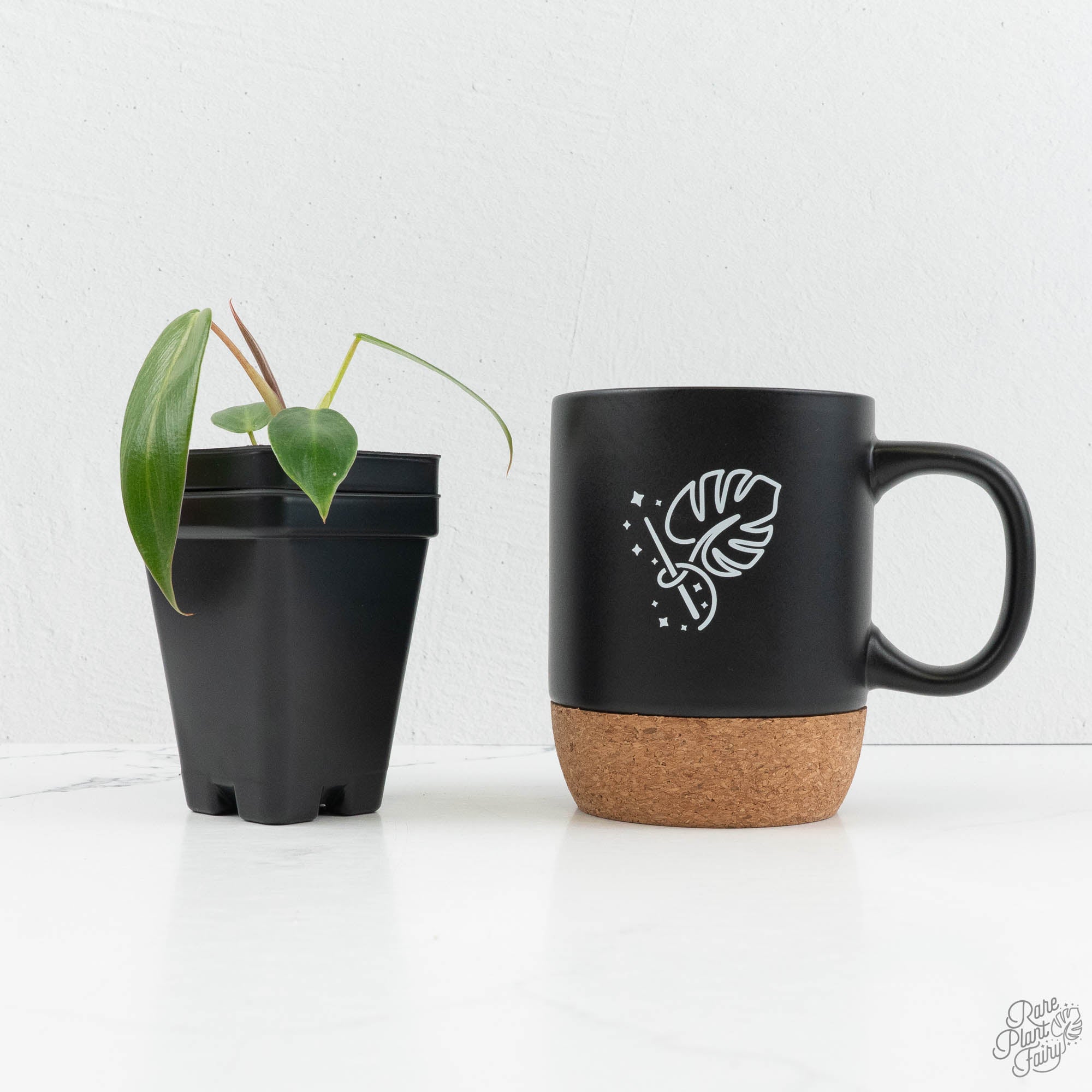 philodendron coffee Philodendron Spiritus Sancti *Grower's Choice*