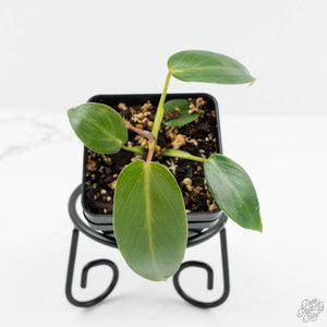 Philodendron Spiritus Sancti *Grower's Choice*