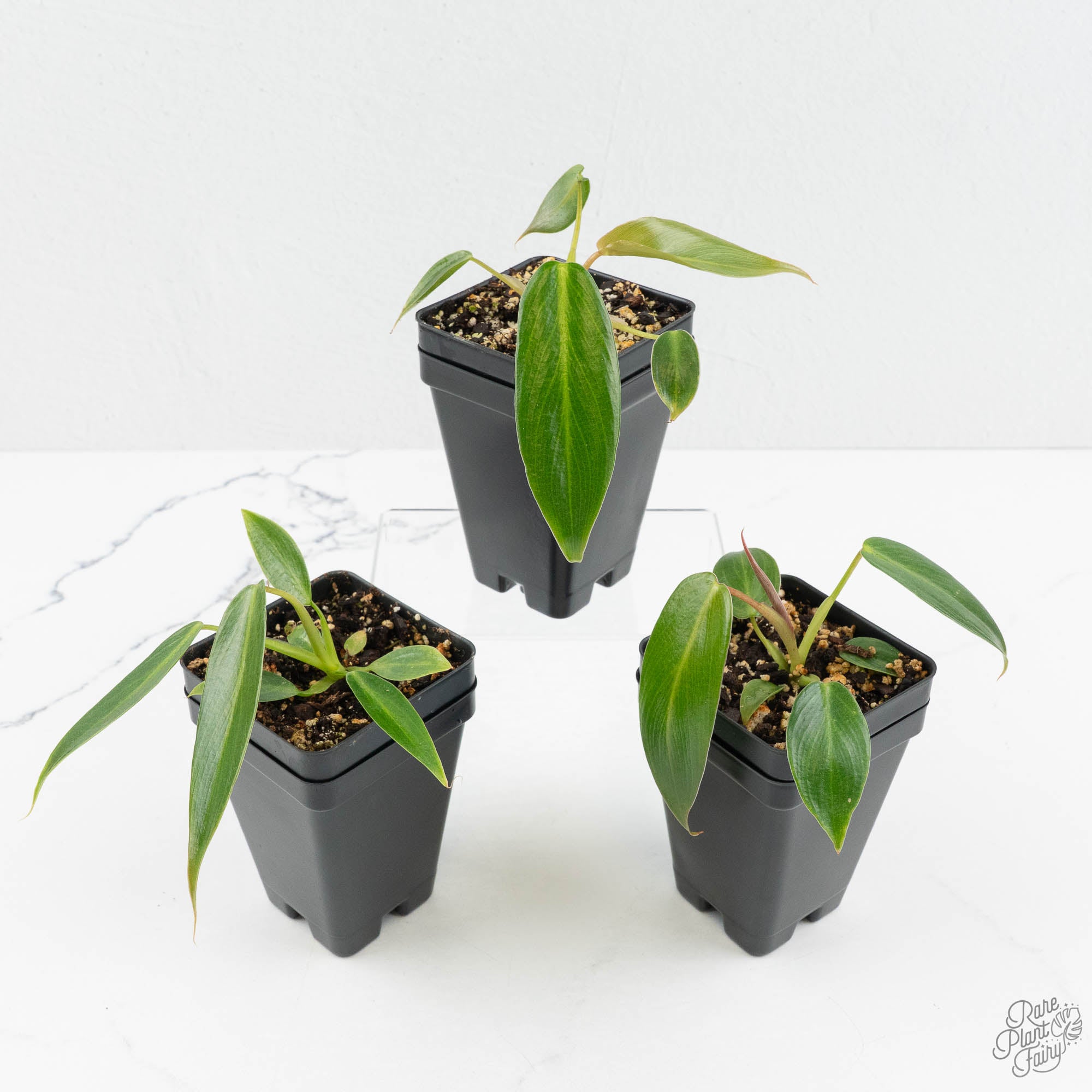 Philodendron Spiritus Sancti *Grower's Choice* – Rare Plant Fairy