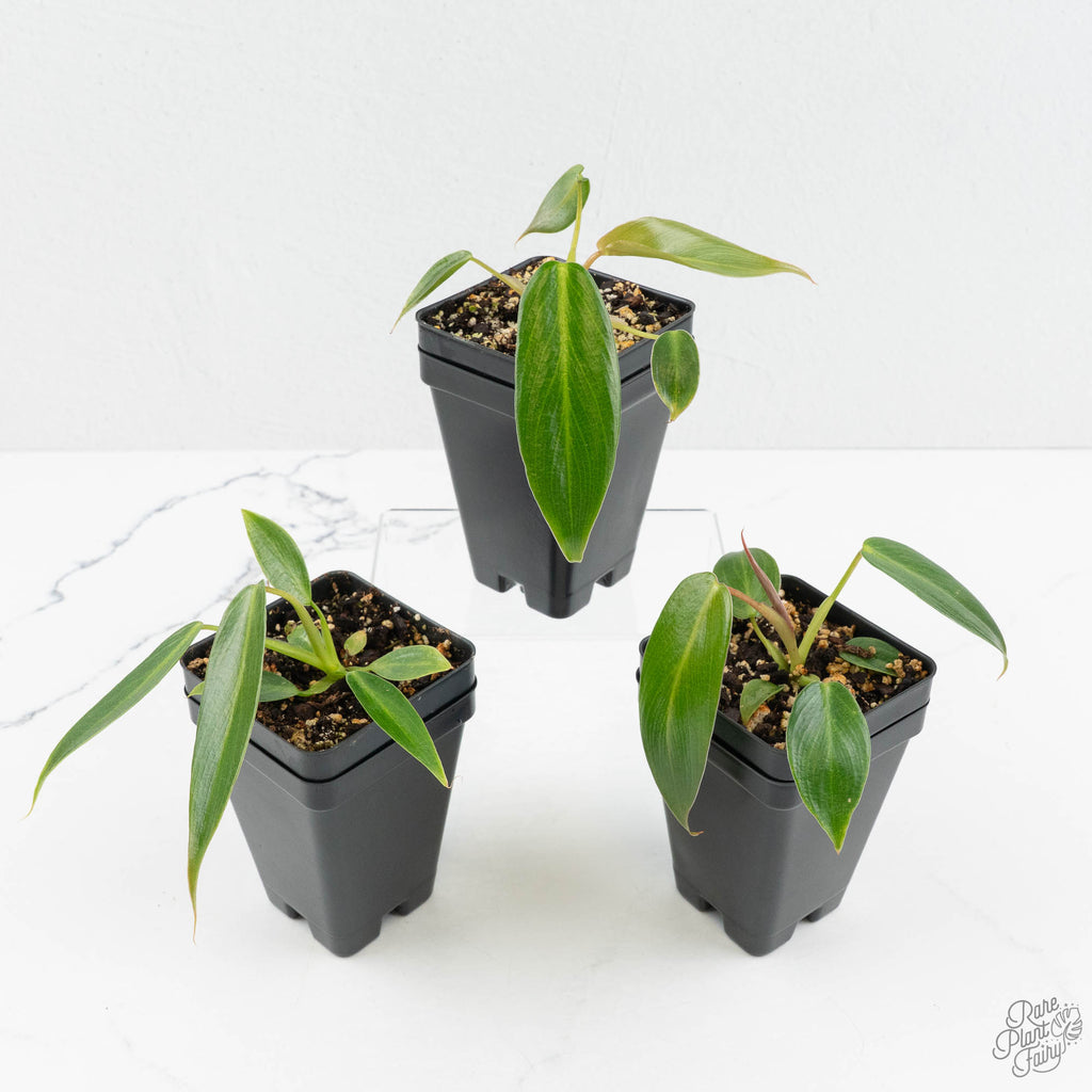 Philodendron Spiritus Sancti *Grower's Choice*