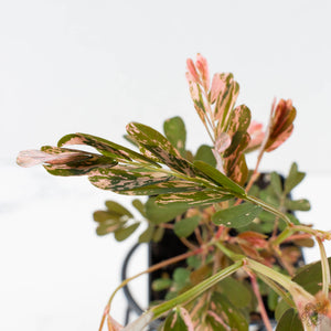 Phyllanthus Urinaria Pink Variegated (aka 'Sensitive Plant') - Mother Plant (wk39-L291)