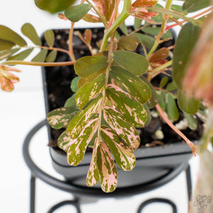 Phyllanthus Urinaria Pink Variegated (aka 'Sensitive Plant') - Mother Plant (wk39-L291)