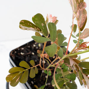 Phyllanthus Urinaria Pink Variegated (aka 'Sensitive Plant') - Mother Plant (wk39-L291)
