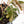 Phyllanthus Urinaria Pink Variegated (aka 'Sensitive Plant') - Mother Plant (wk39-L291)