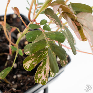 Phyllanthus Urinaria Pink Variegated (aka 'Sensitive Plant') - Mother Plant (wk39-L291)