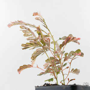 Phyllanthus Urinaria Pink Variegated (aka 'Sensitive Plant') - Mother Plant (wk39-L291)