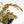 Phyllanthus Urinaria Pink Variegated (aka 'Sensitive Plant') - Mother Plant (wk39-L291)
