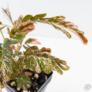 Phyllanthus Urinaria Pink Variegated (aka 'Sensitive Plant') - Mother Plant (wk39-L291)