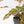 Phyllanthus Urinaria Pink Variegated (aka 'Sensitive Plant') - Mother Plant (wk39-L291)