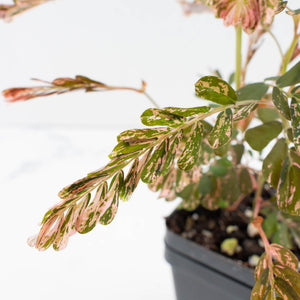 Phyllanthus Urinaria Pink Variegated (aka 'Sensitive Plant') - Mother Plant (wk39-L291)