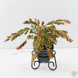 Phyllanthus Urinaria Pink Variegated (aka 'Sensitive Plant') - Mother Plant (wk39-L291)