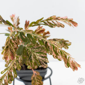 Phyllanthus Urinaria Pink Variegated (aka 'Sensitive Plant') - Mother Plant (wk39-L291)