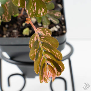 Phyllanthus Urinaria Pink Variegated (aka 'Sensitive Plant') - Mother Plant (wk39-L291)