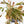 Phyllanthus Urinaria Pink Variegated (aka 'Sensitive Plant') - Mother Plant (wk39-L291)