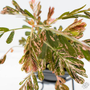 Phyllanthus Urinaria Pink Variegated (aka 'Sensitive Plant') - Mother Plant (wk39-L291)