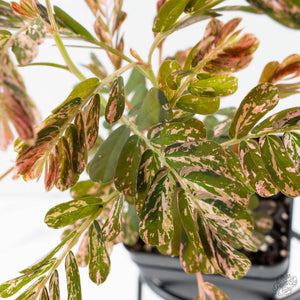 Phyllanthus Urinaria Pink Variegated (aka 'Sensitive Plant') - Mother Plant (wk39-L291)