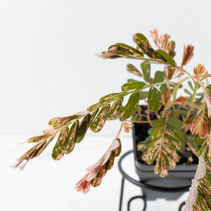 Phyllanthus Urinaria Pink Variegated (aka 'Sensitive Plant') - Mother Plant (wk39-L291)