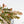 Phyllanthus Urinaria Pink Variegated (aka 'Sensitive Plant') - Mother Plant (wk39-L291)