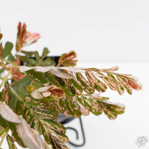 Phyllanthus Urinaria Pink Variegated (aka 'Sensitive Plant') - Mother Plant (wk39-L291)