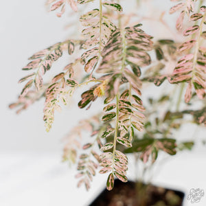 Phyllanthus Urinaria Pink Variegated (wk44-L414)