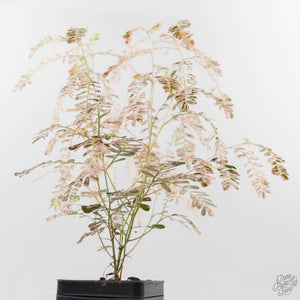 Phyllanthus Urinaria Pink Variegated (wk44-L414)
