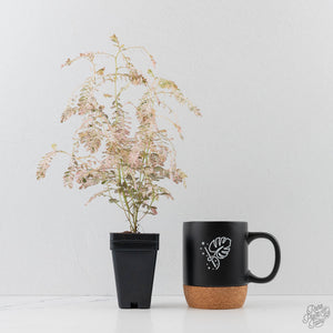 Phyllanthus Urinaria Pink Variegated (wk44-L414)