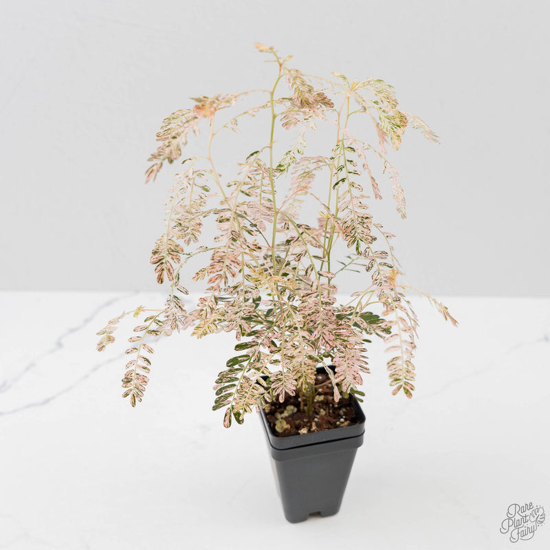 Phyllanthus Urinaria Pink Variegated (wk44-L414)