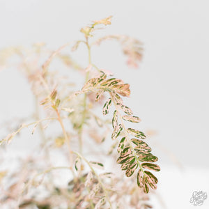 Phyllanthus Urinaria Pink Variegated (wk44-L414)