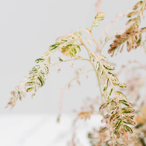 Phyllanthus Urinaria Pink Variegated (wk44-L414)