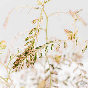 Phyllanthus Urinaria Pink Variegated (wk44-L414)