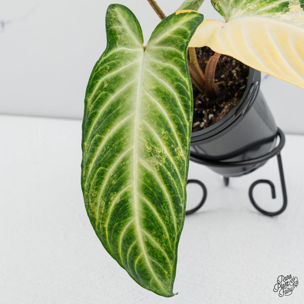 'Phyllotaenium Lindenii'  (Previously 'Xanthosoma Lindenii') Variegated (wk44-A)