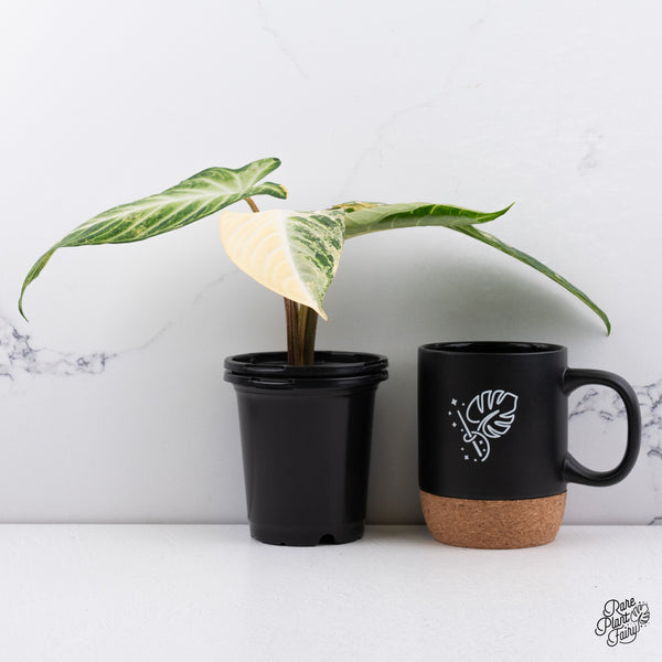 'Phyllotaenium Lindenii'  (Previously 'Xanthosoma Lindenii') Variegated (wk44-A)