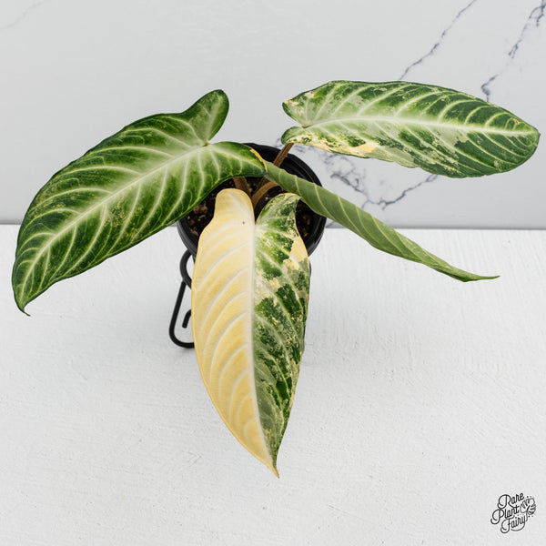 'Phyllotaenium Lindenii'  (Previously 'Xanthosoma Lindenii') Variegated (wk44-A)