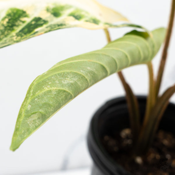 'Phyllotaenium Lindenii'  (Previously 'Xanthosoma Lindenii') Variegated (wk44-A)