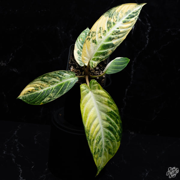 Phyllotaenium Lindenii (Previously Xanthosoma Lindenii) Variegated (wk30-I)