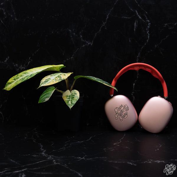 Phyllotaenium Lindenii (Previously Xanthosoma Lindenii) Variegated (wk30-I)