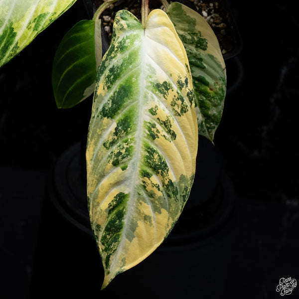 Phyllotaenium Lindenii (Previously Xanthosoma Lindenii) Variegated (wk30-I)