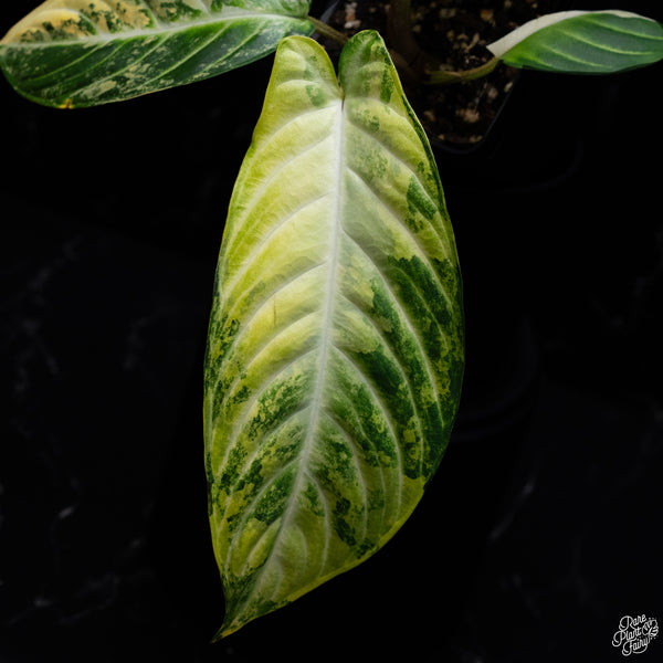 Phyllotaenium Lindenii (Previously Xanthosoma Lindenii) Variegated (wk30-I)