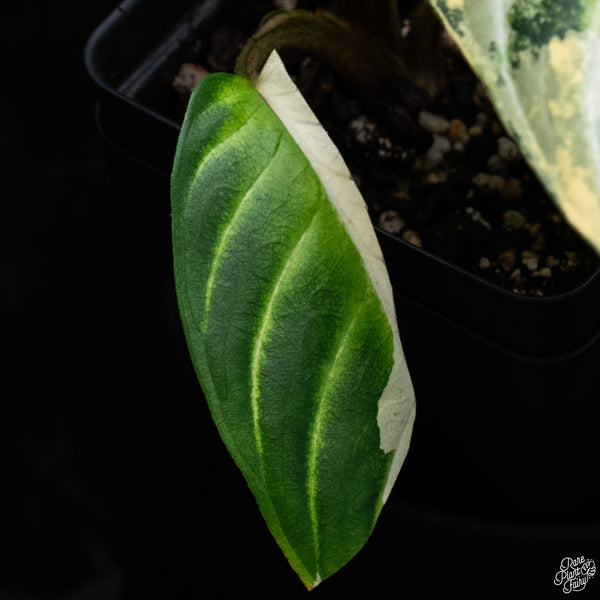 Phyllotaenium Lindenii (Previously Xanthosoma Lindenii) Variegated (wk30-I)