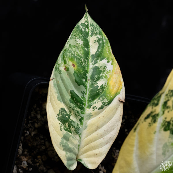 Phyllotaenium Lindenii (Previously Xanthosoma Lindenii) Variegated (wk30-I)