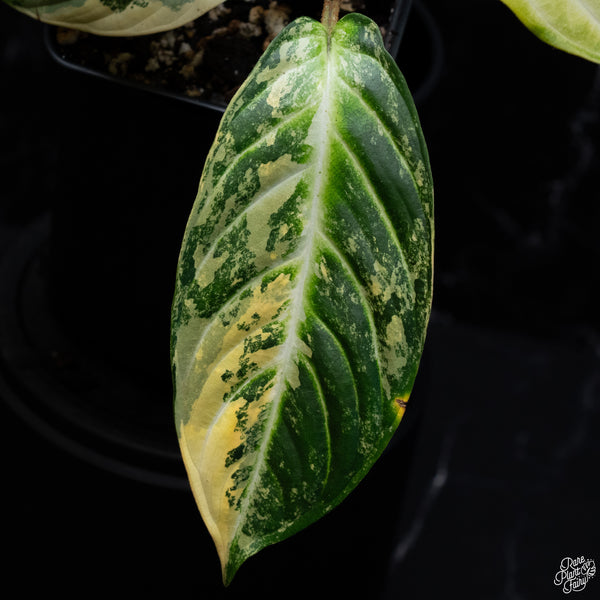 Phyllotaenium Lindenii (Previously Xanthosoma Lindenii) Variegated (wk30-I)
