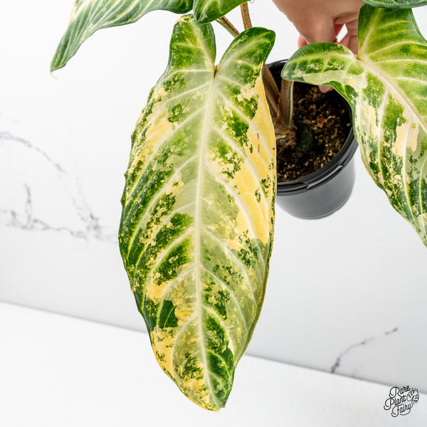 Phyllotaenium Lindenii  (Previously 'Xanthosoma Lindenii') Variegated (wk47-L)