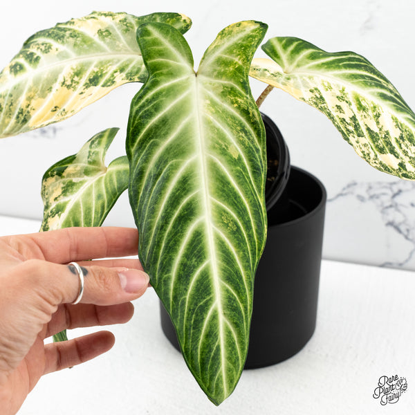 Phyllotaenium Lindenii  (Previously 'Xanthosoma Lindenii') Variegated (wk47-L)