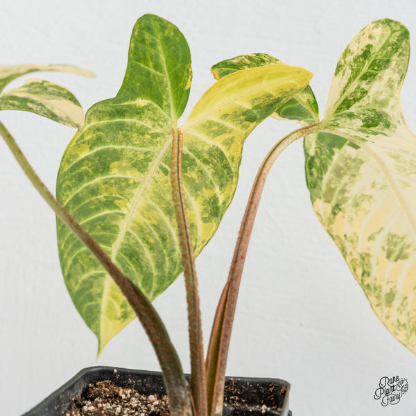 Phyllotaenium Lindenii  (Previously 'Xanthosoma Lindenii') Variegated (wk1-J)