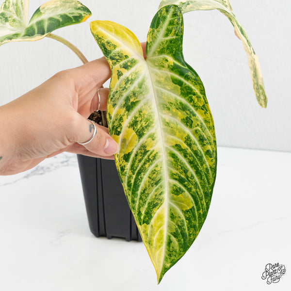 Phyllotaenium Lindenii  (Previously 'Xanthosoma Lindenii') Variegated (wk1-J)