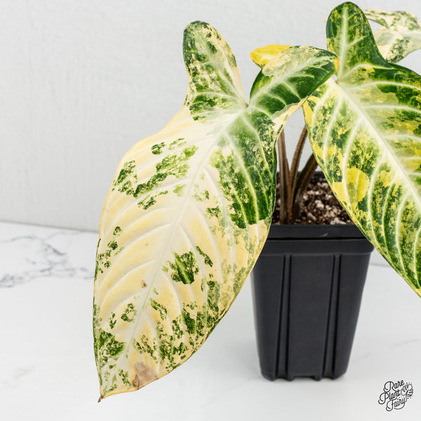 Phyllotaenium Lindenii  (Previously 'Xanthosoma Lindenii') Variegated (wk1-J)