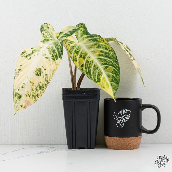 Phyllotaenium Lindenii  (Previously 'Xanthosoma Lindenii') Variegated (wk1-J)