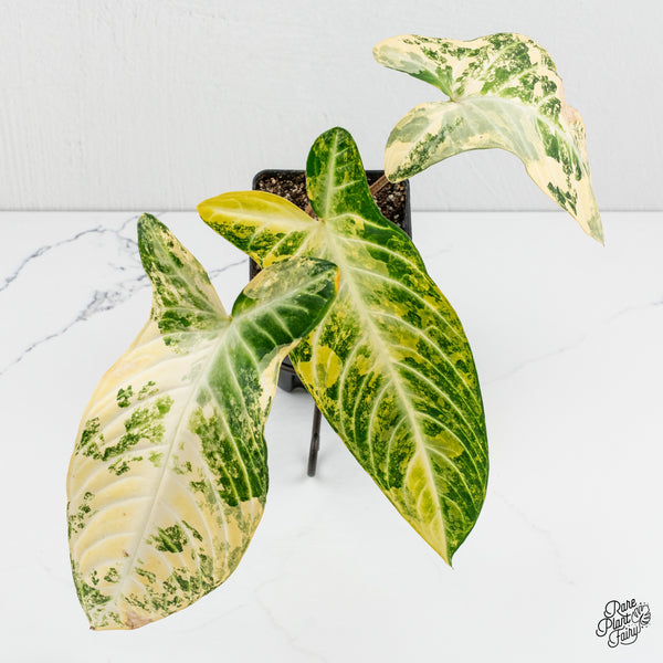 Phyllotaenium Lindenii  (Previously 'Xanthosoma Lindenii') Variegated (wk1-J)